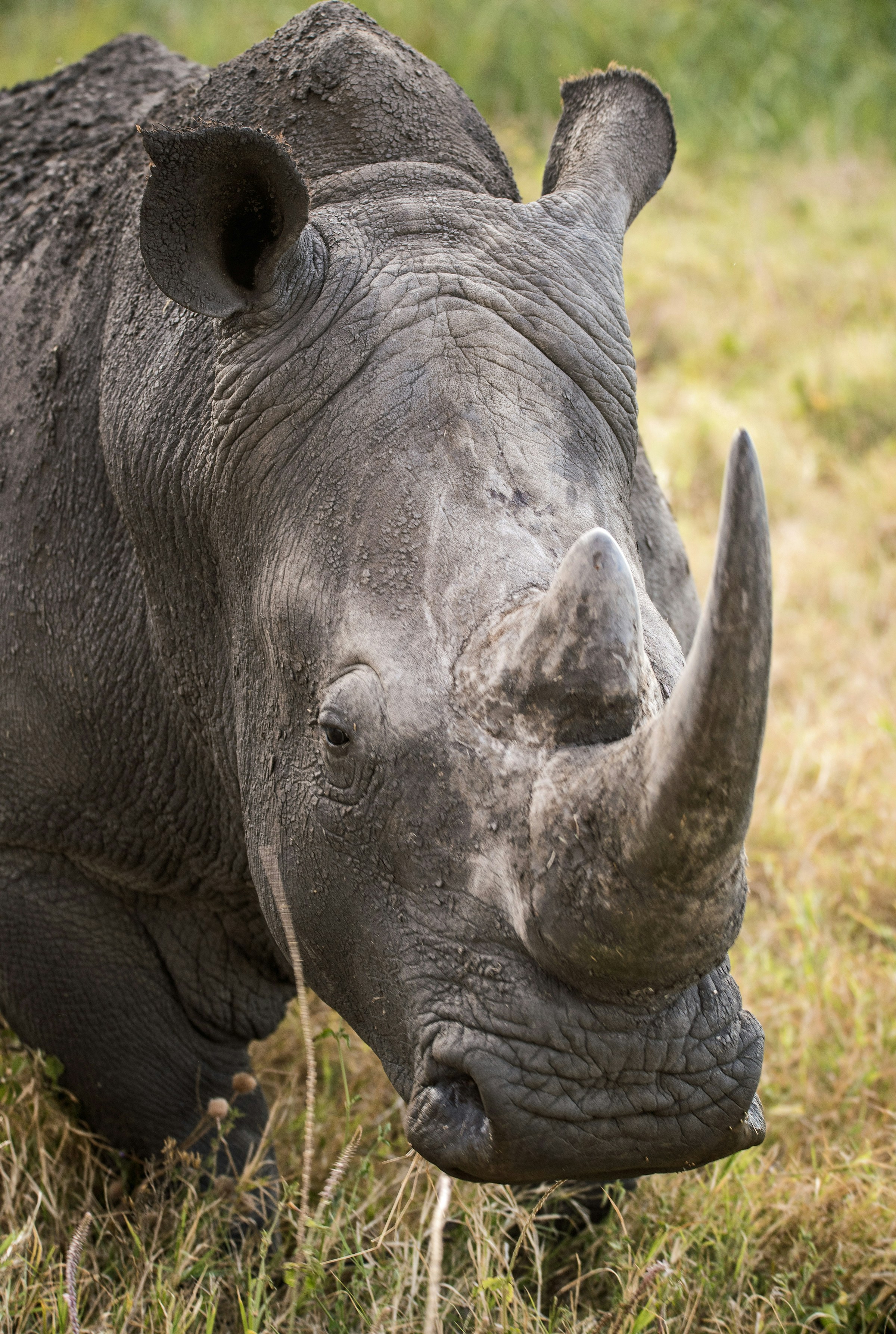 Rhinoceros