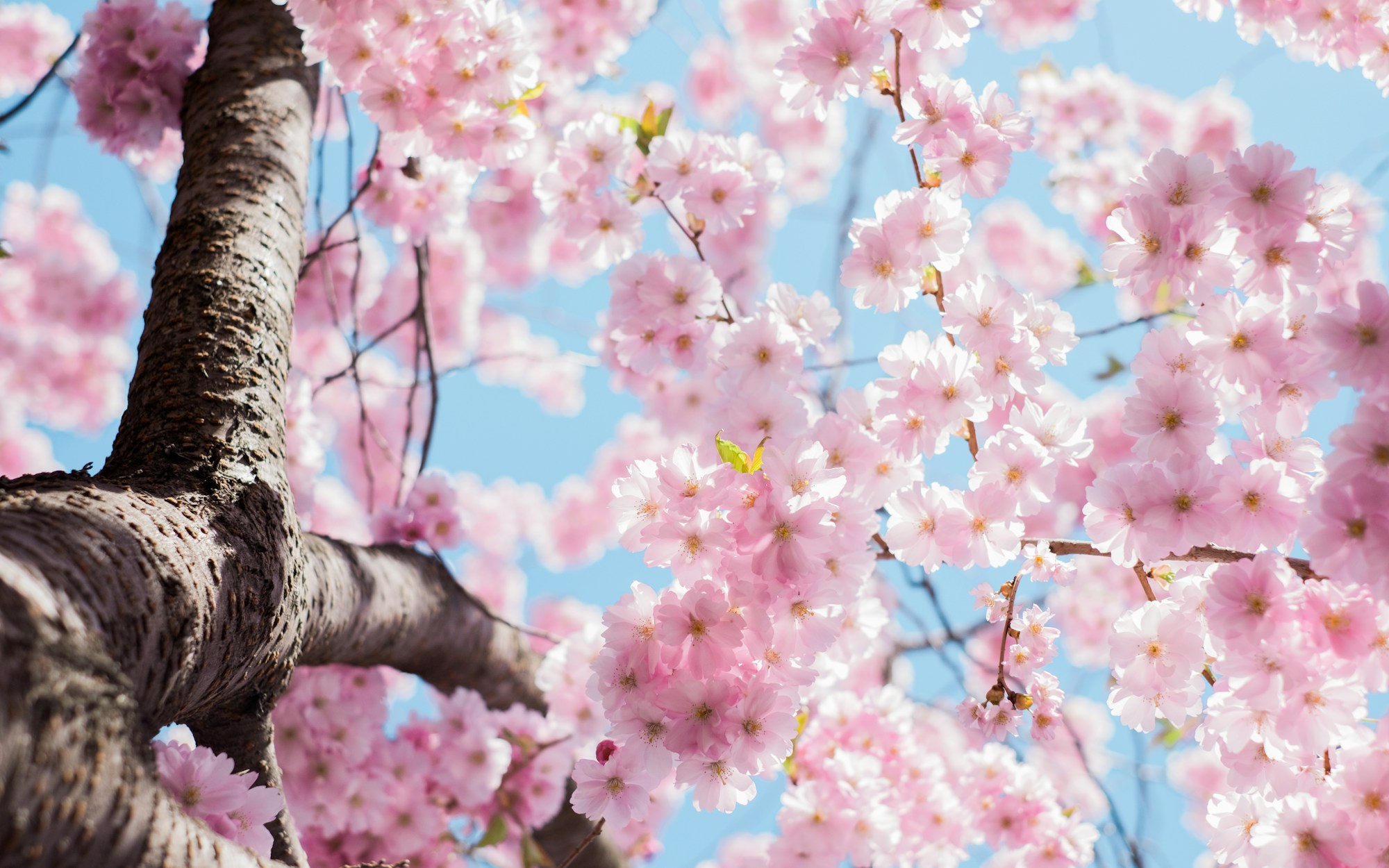 Spring 2022 Programming Announced